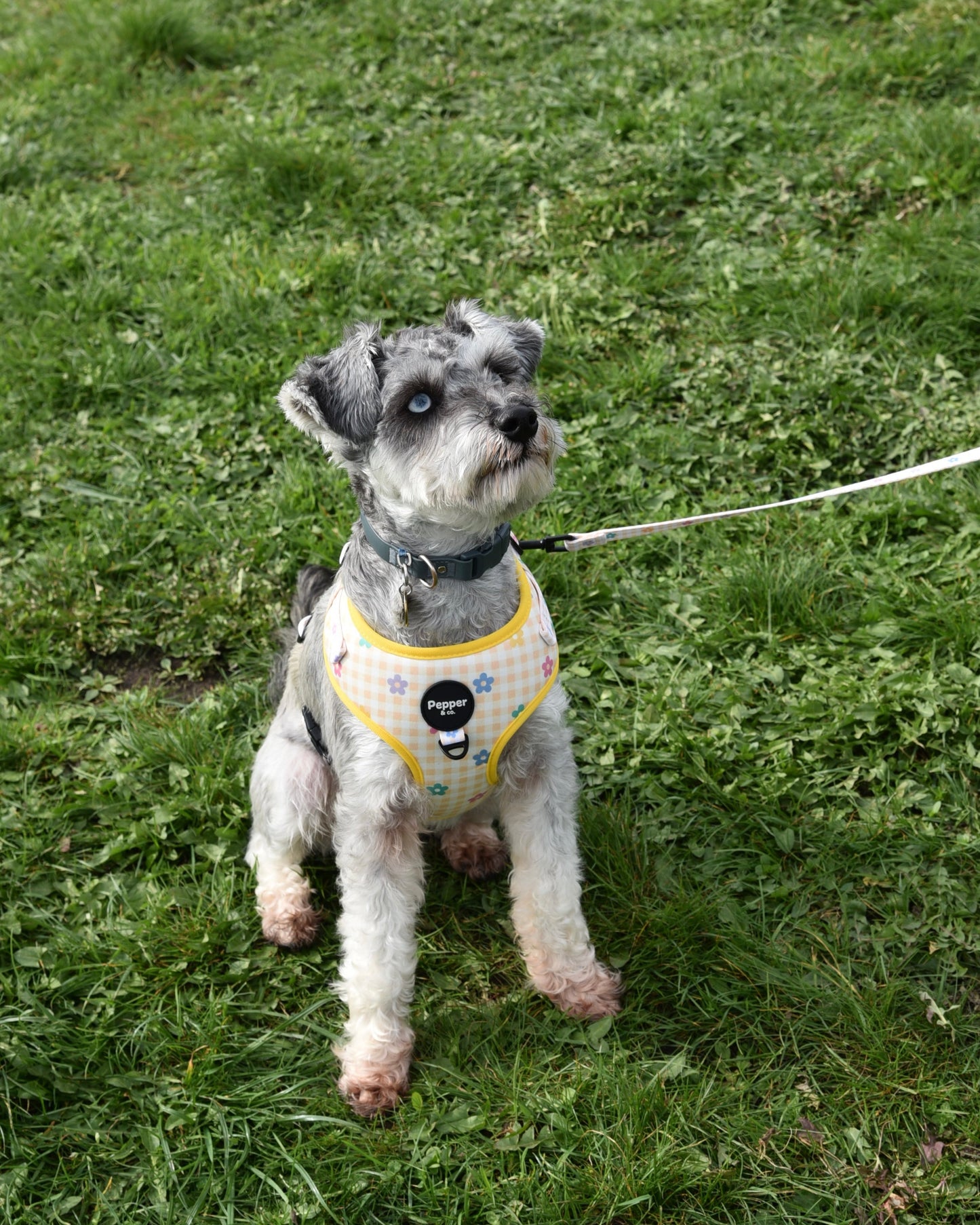 Small dog on a leash sitting on grass
