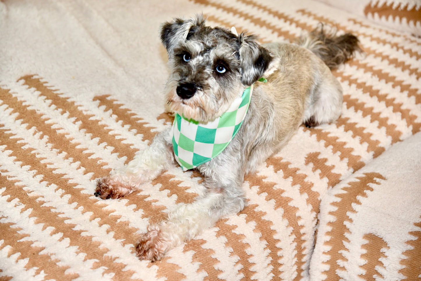 Small dog with a checkered bandana lying on a patterned blanket. schnauzer