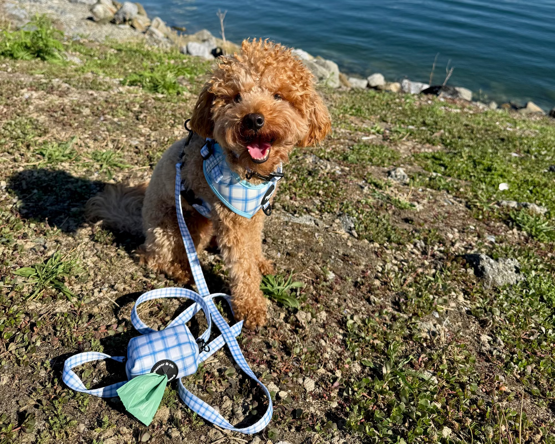 poodle Small brown dog on a leash with a checkered bandana by a body of water.