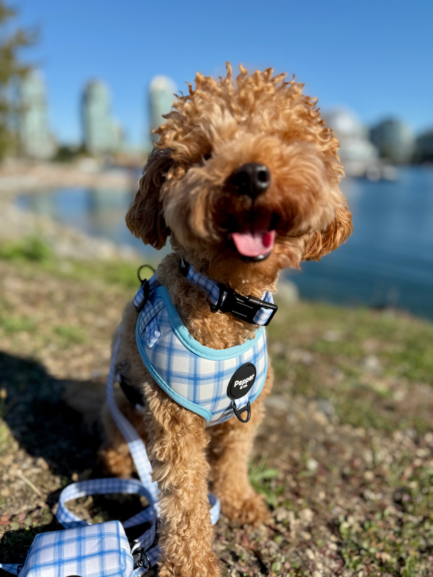 poodle Dog wearing a blue checkered harness with a blurred background of water and greenery