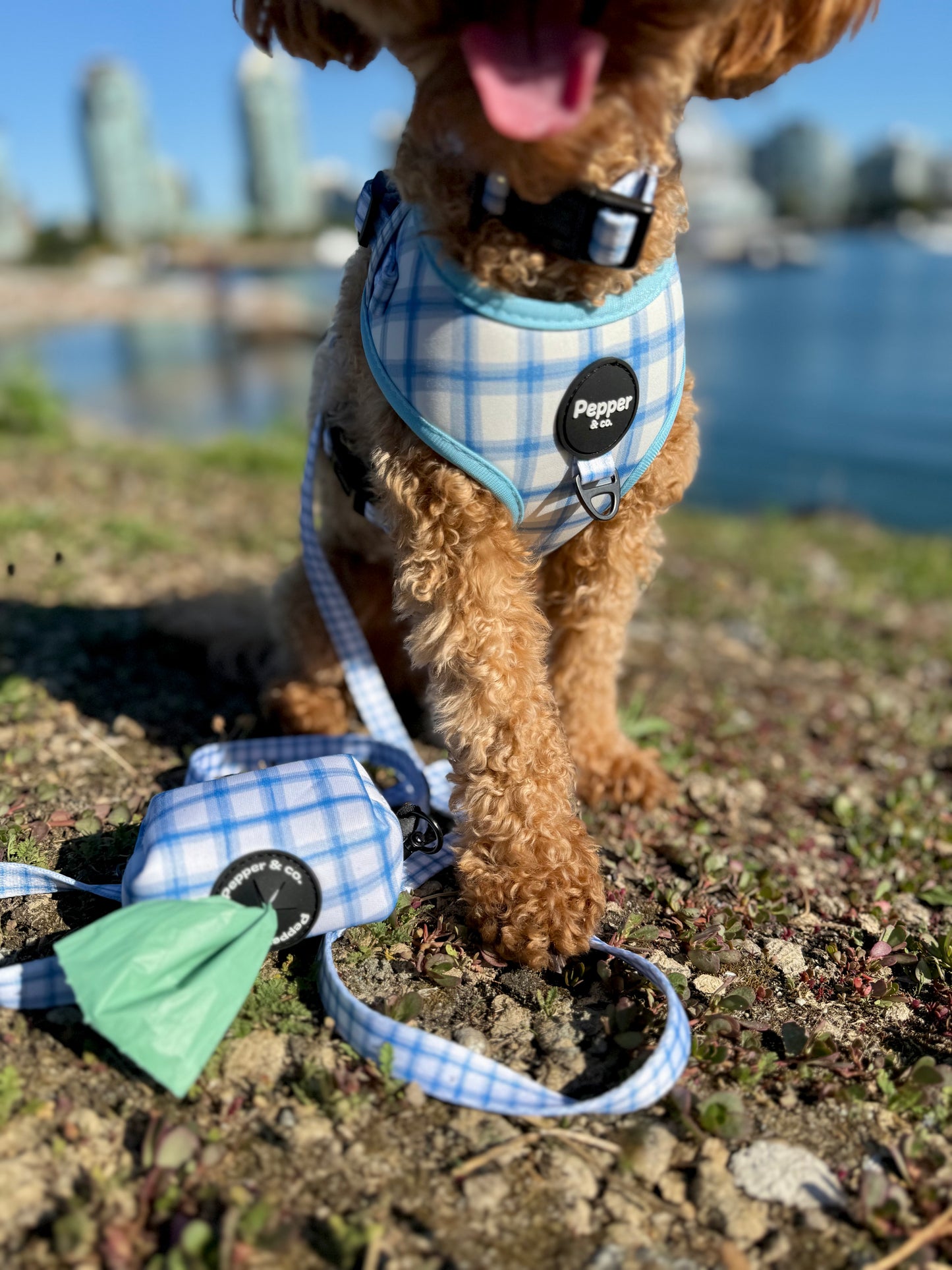 Poodle Dog wearing a blue plaid harness and leash with a cityscape in the background