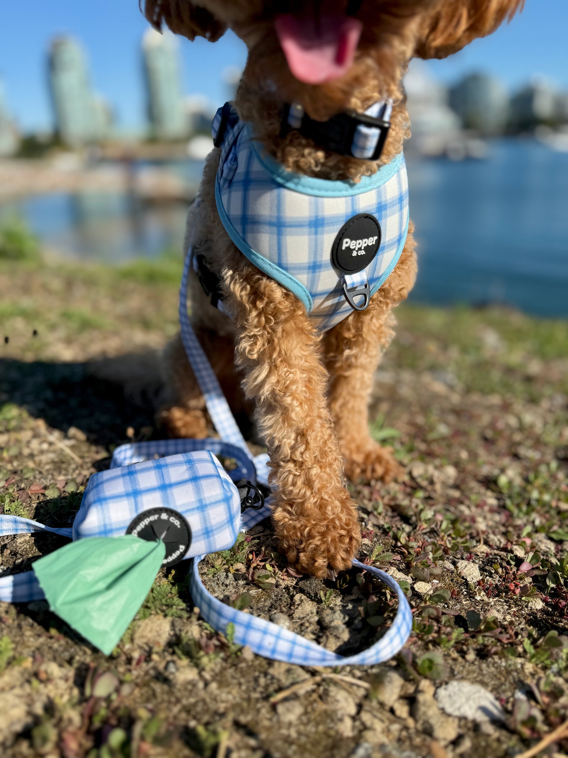 Poodle Dog wearing a blue plaid harness and leash with a cityscape in the background
