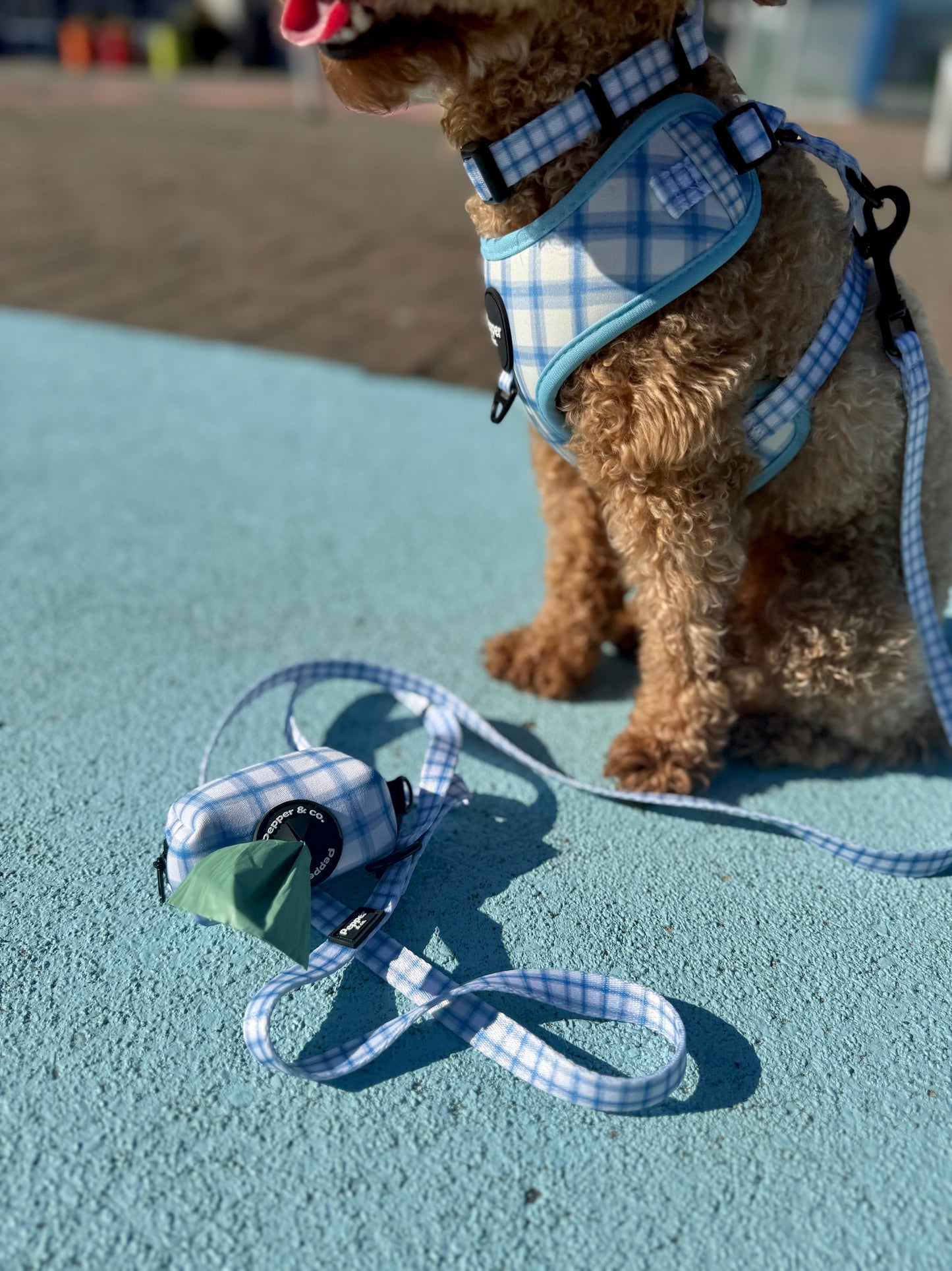 Small dog poodle wearing a blue checkered harness and leash on a light blue surface.