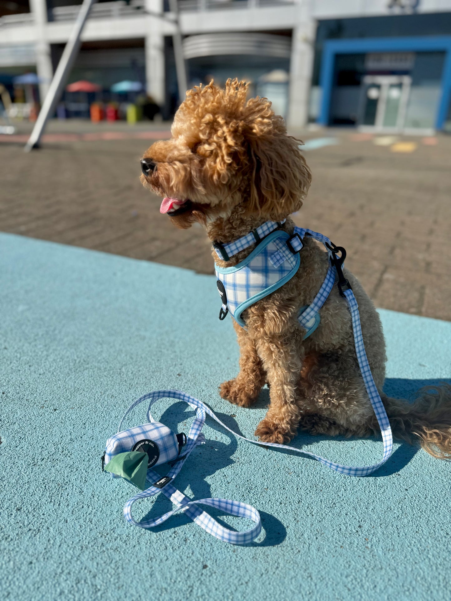 poodle Small brown dog wearing a checkered harness and leash on a blue surface with a blurred background.