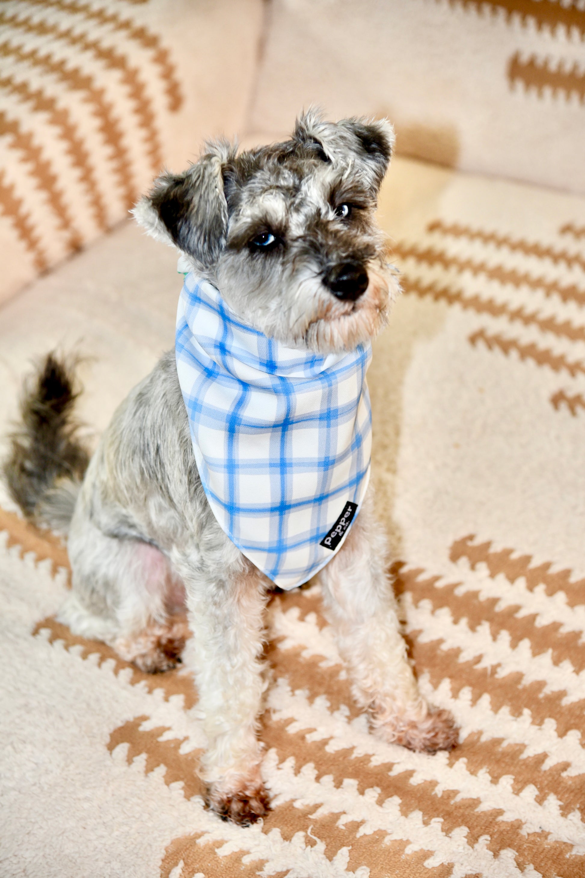 Small dog wearing a blue plaid bandana on a patterned blanket.