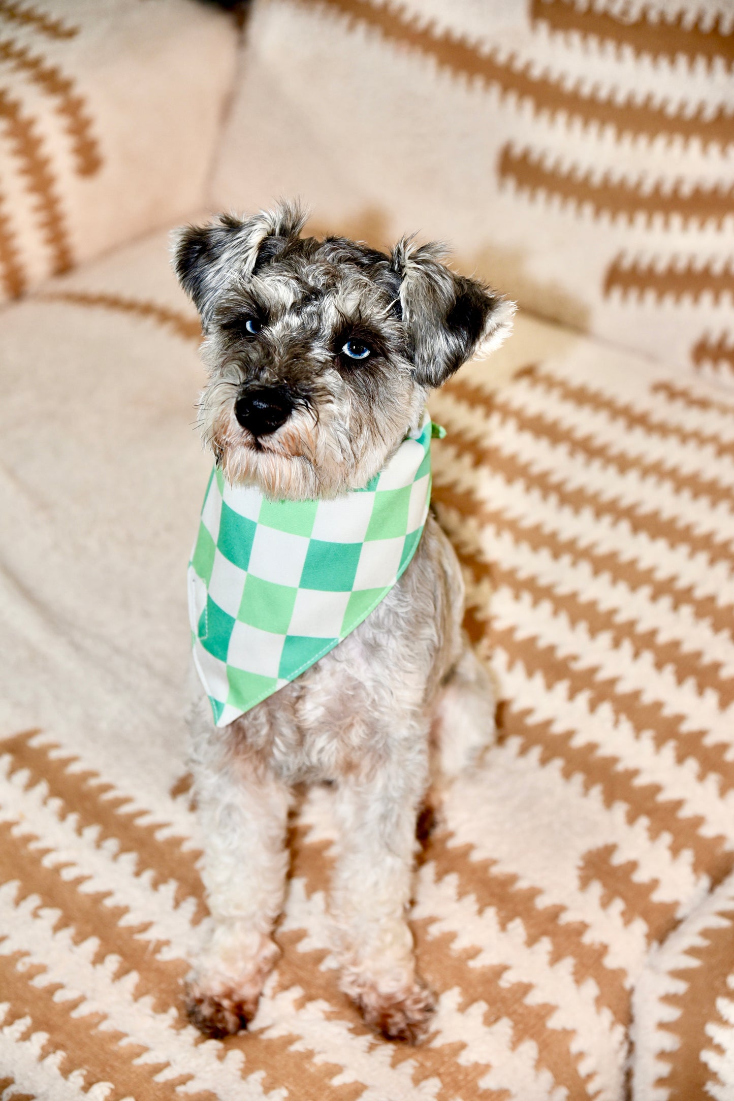 schnauzer Small dog wearing a green checkered bandana on a patterned blanket. 