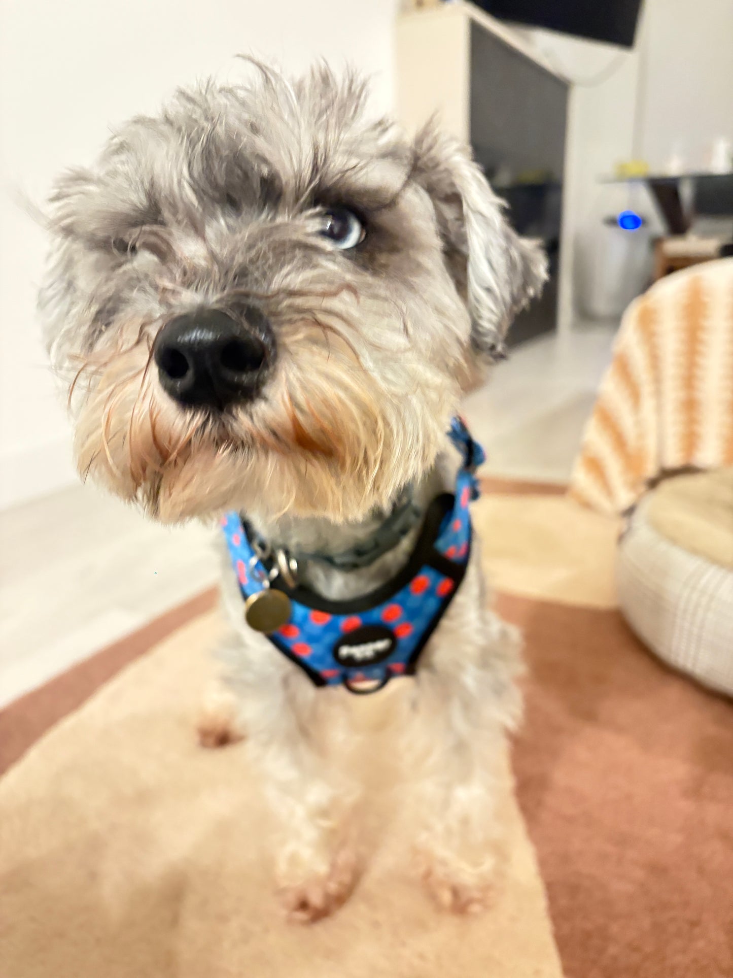 schnauzer pet model