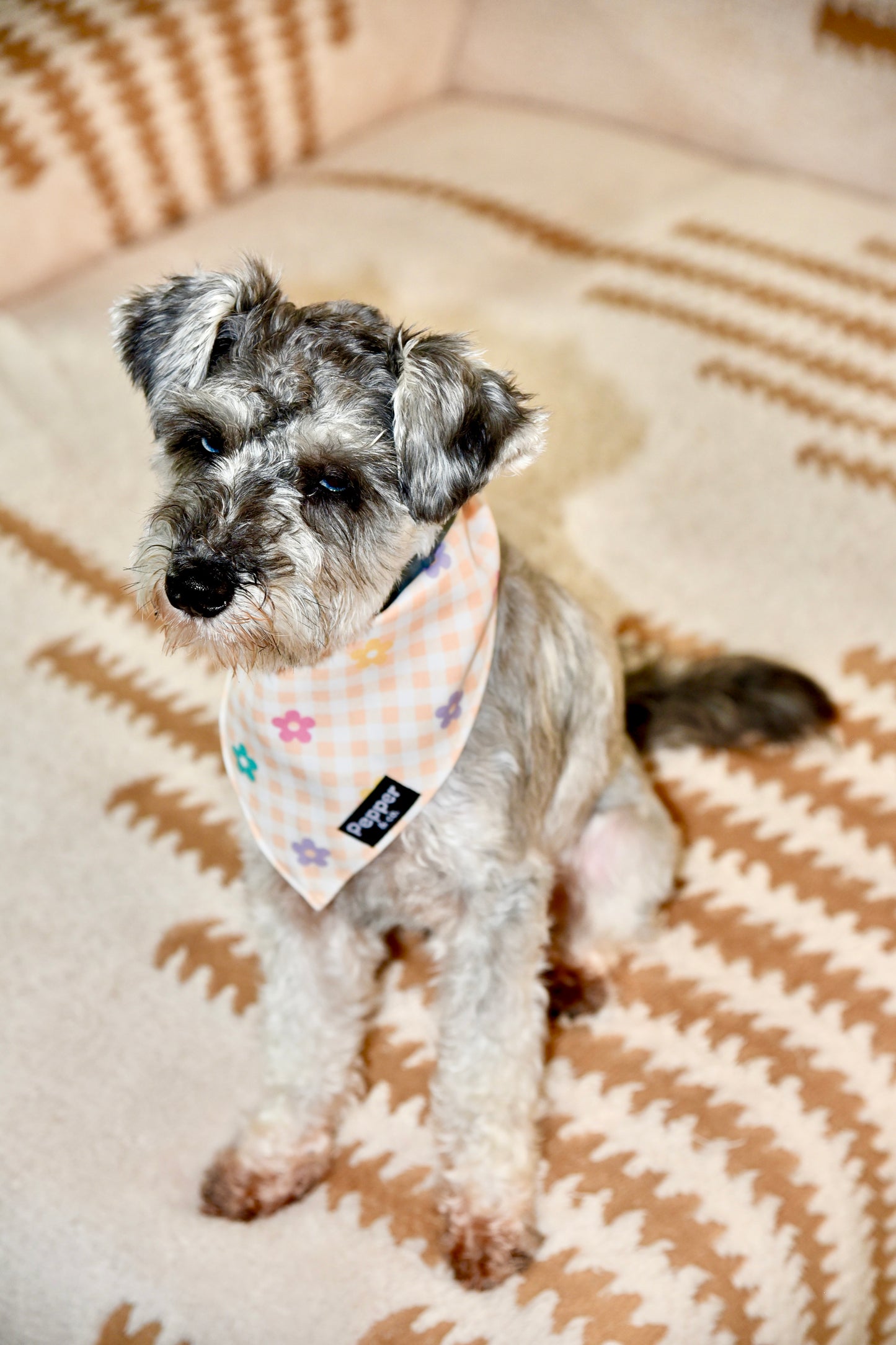 schnauzer Small dog with a bandana standing on a patterned carpet