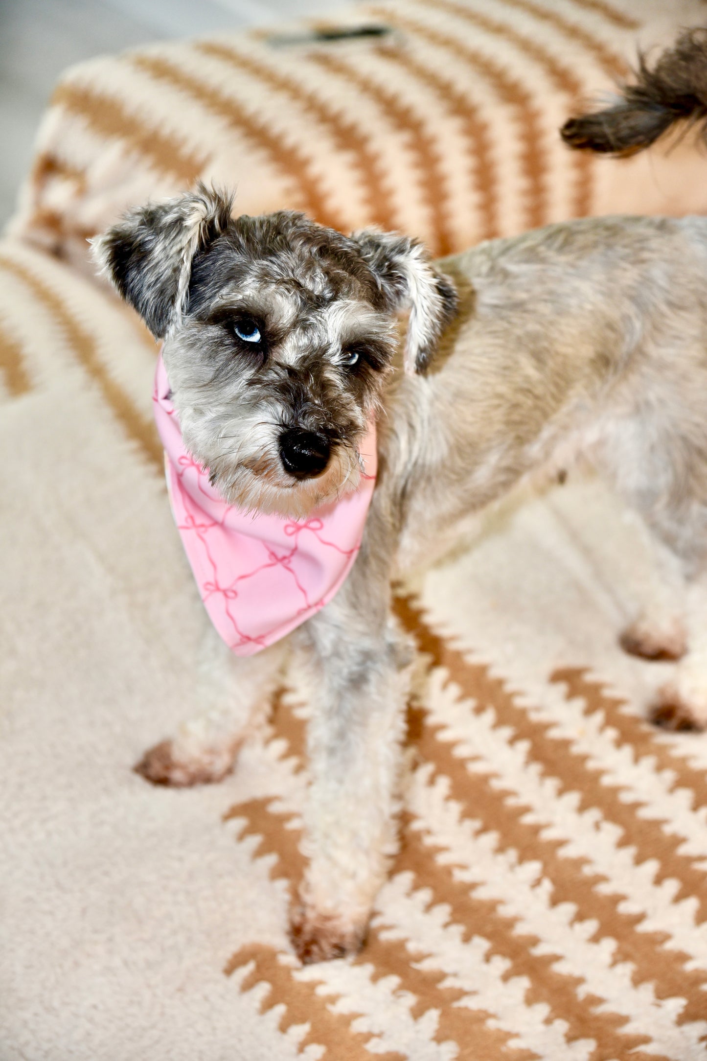 Dog wearing a pink bandana on a striped blanket