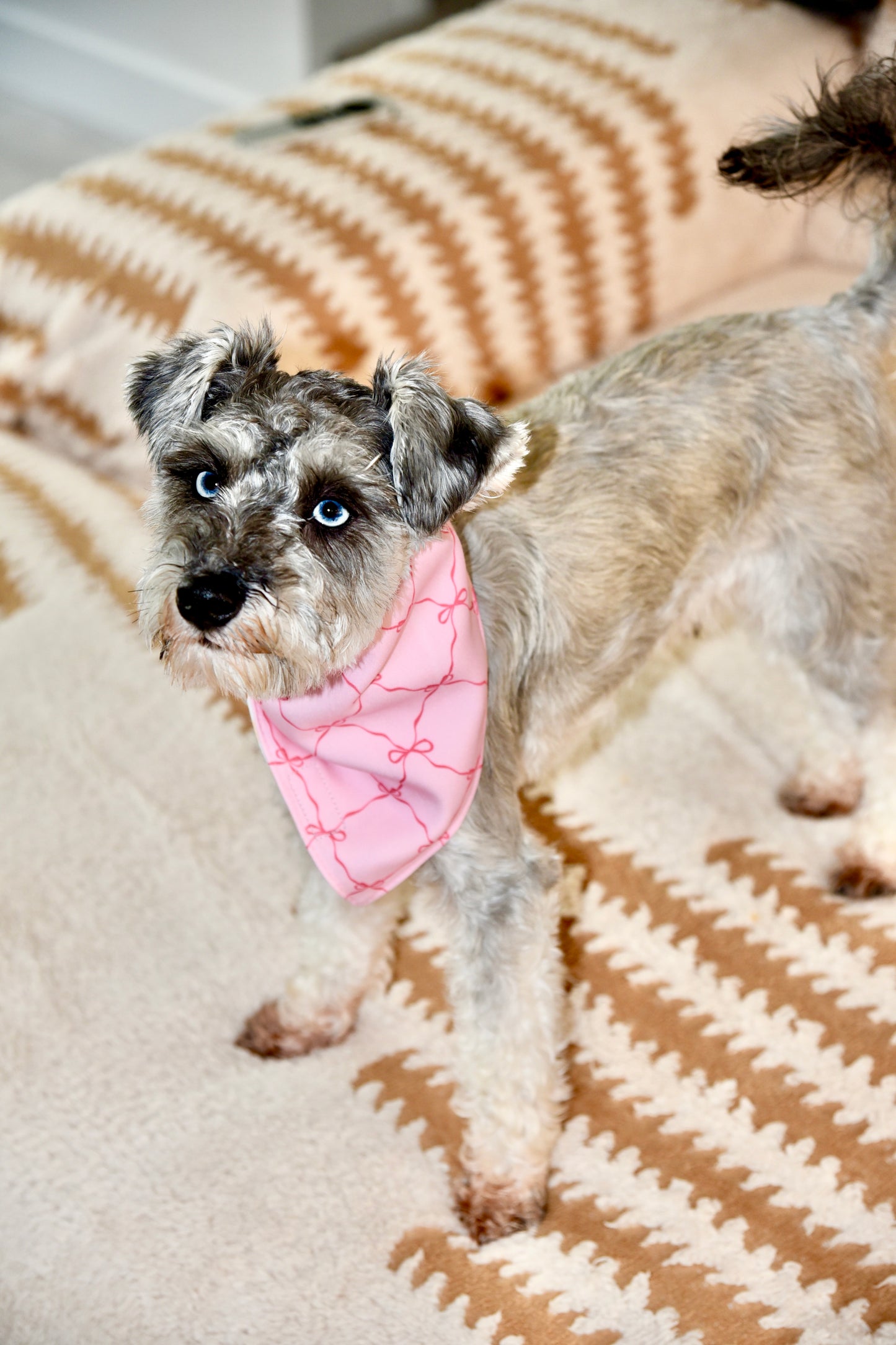 Small dog with a pink bandana standing on a patterned carpet.
