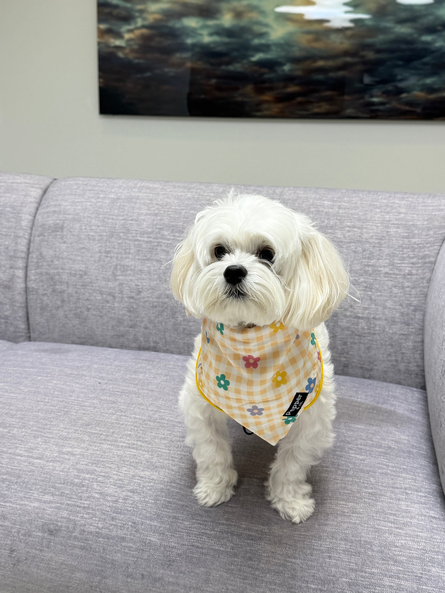 maltese bichon Small white dog wearing a colorful bandana sitting on a gray couch with a painting in the background.