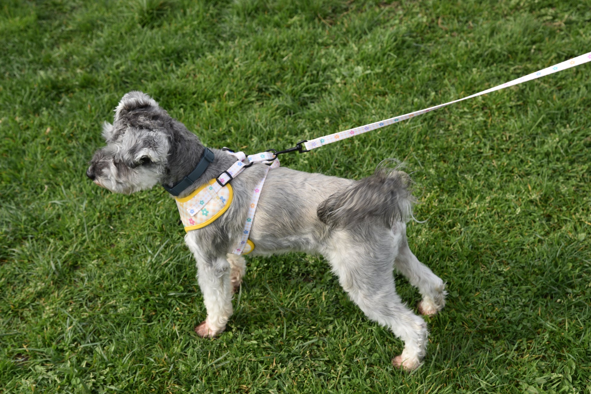 schnauzer Small dog on a leash standing on grass