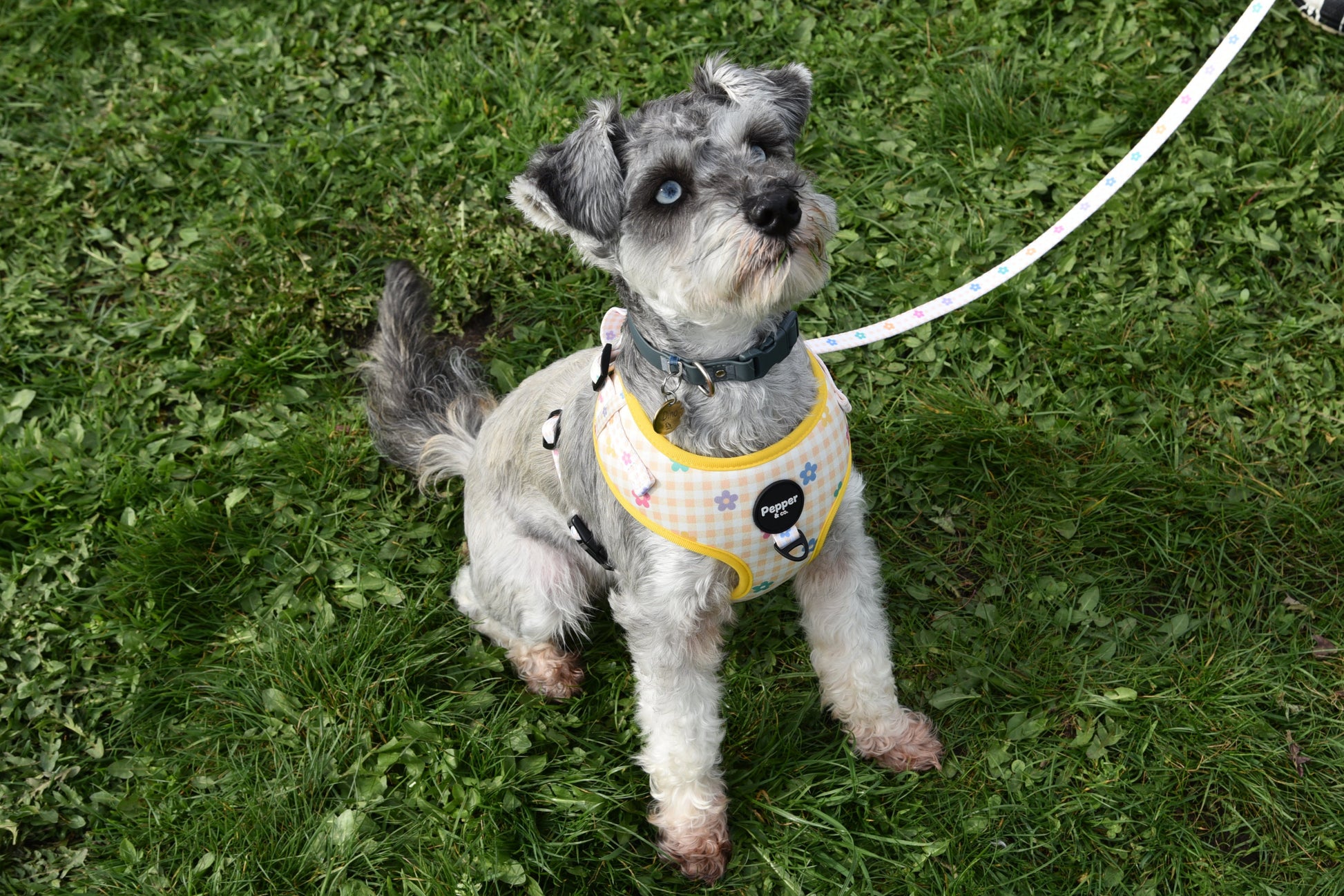 schnauzer Dog harness set