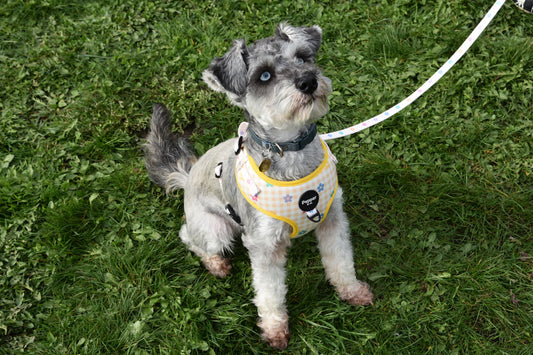schnauzer Dog harness set