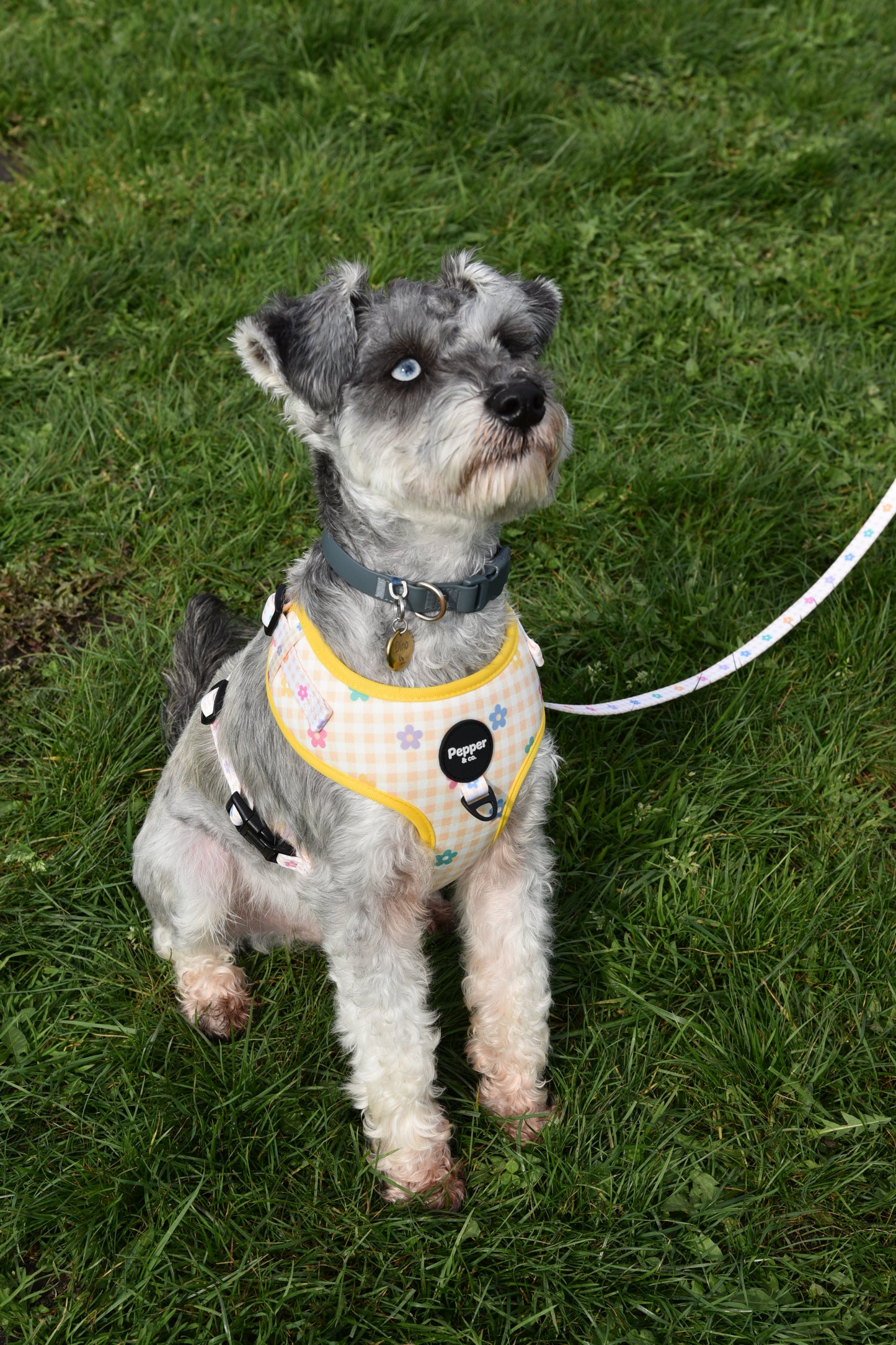 Dog lying on grass wearing a colorful harness