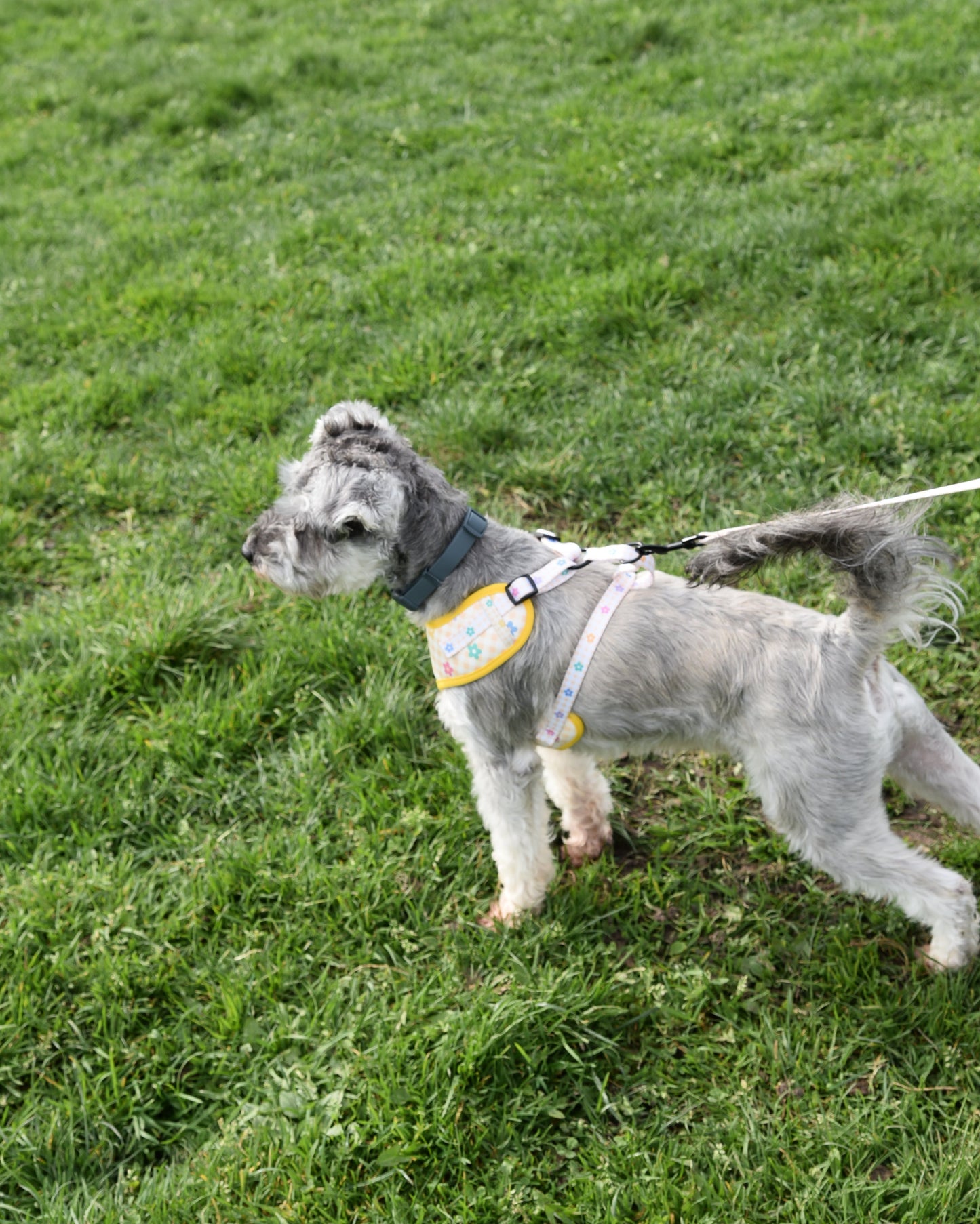 Dog on a leash standing on grass