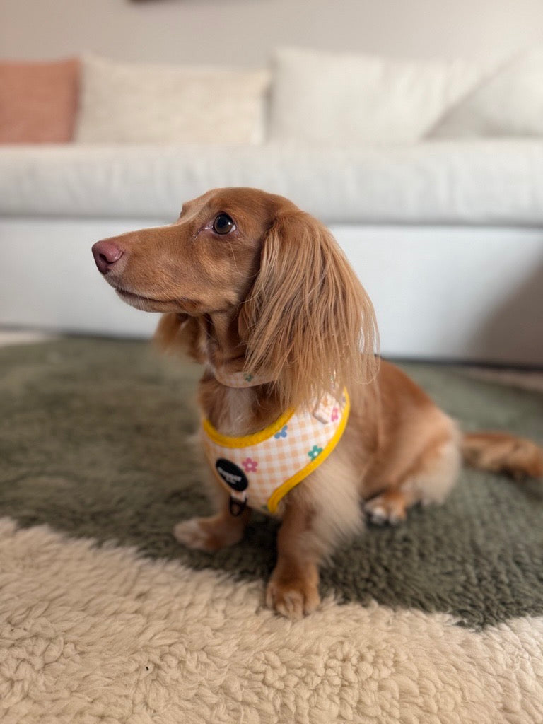 dachshund Small dog wearing a floral harness sitting on a textured surface with a blurred background