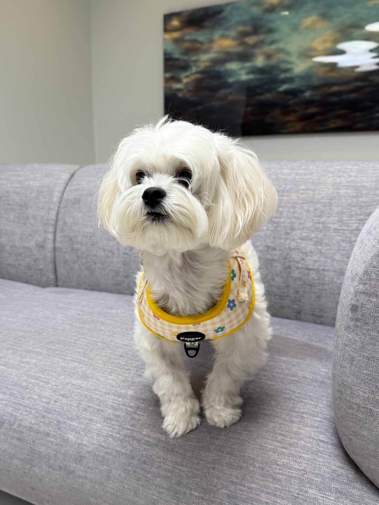 maltese bichonSmall white dog wearing a yellow harness sitting on a gray couch.
