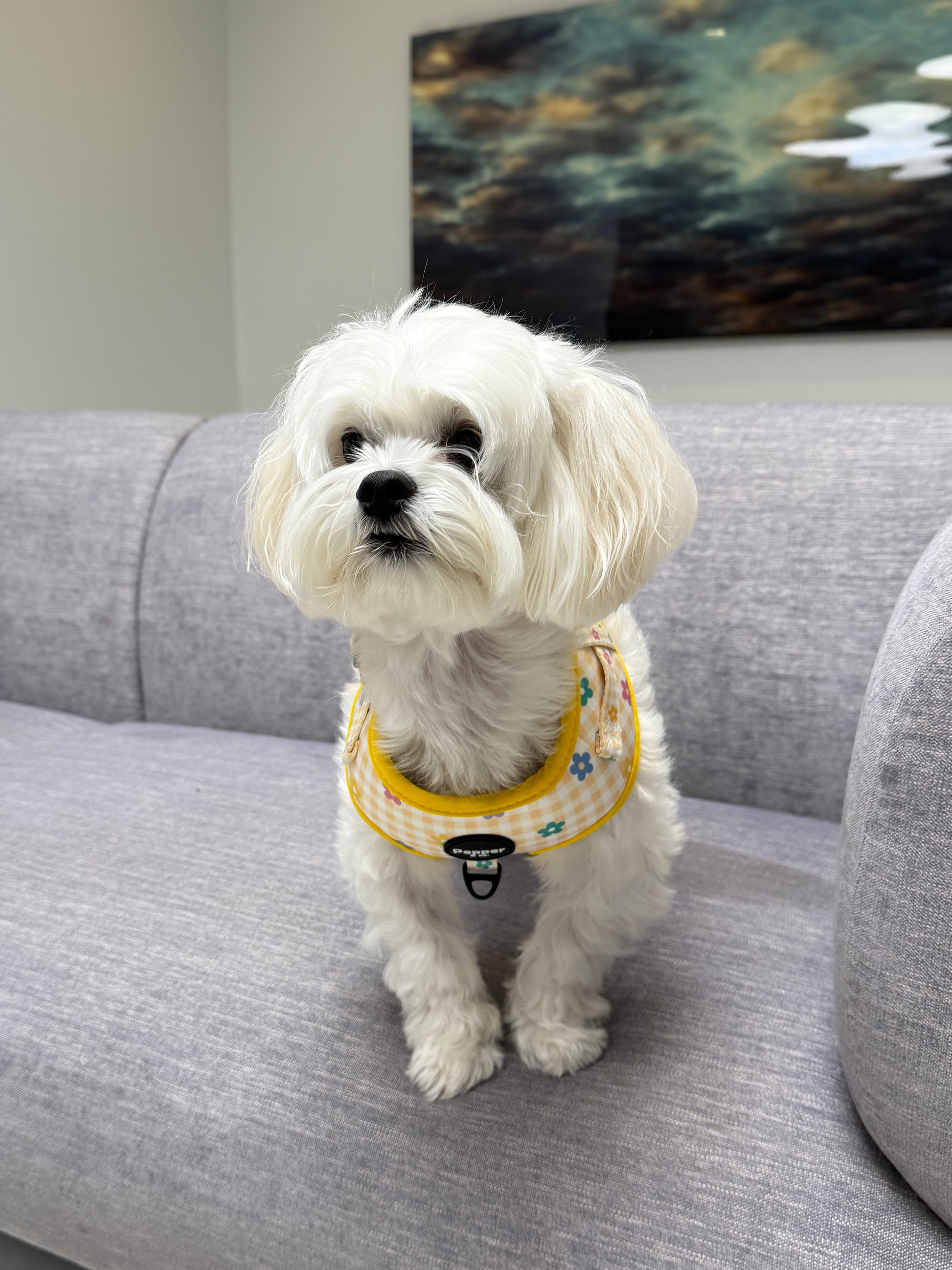 maltese bichonSmall white dog wearing a yellow harness sitting on a gray couch.