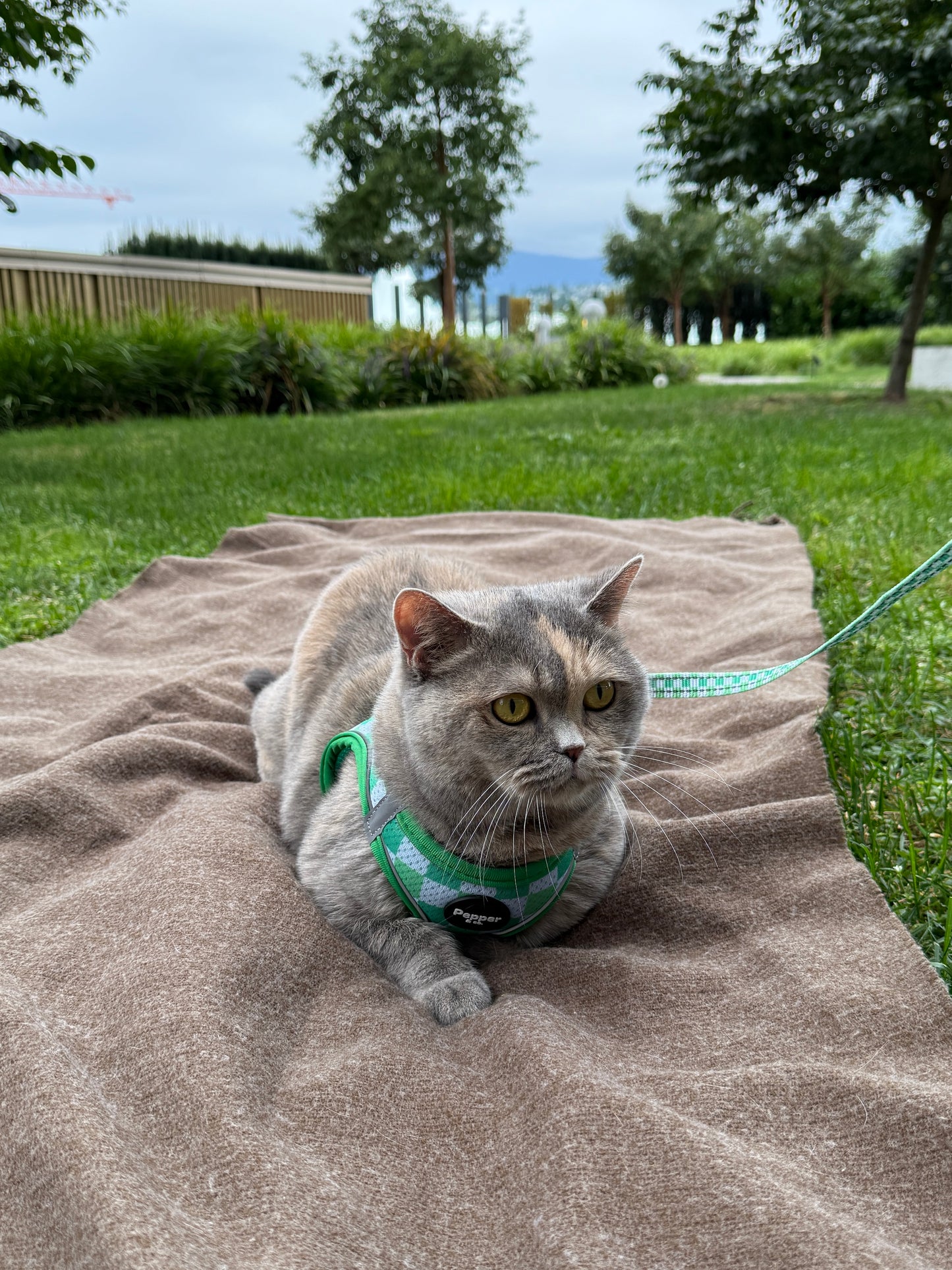 Gray cat on a leash sitting on a blanket in a park british shorthair cat