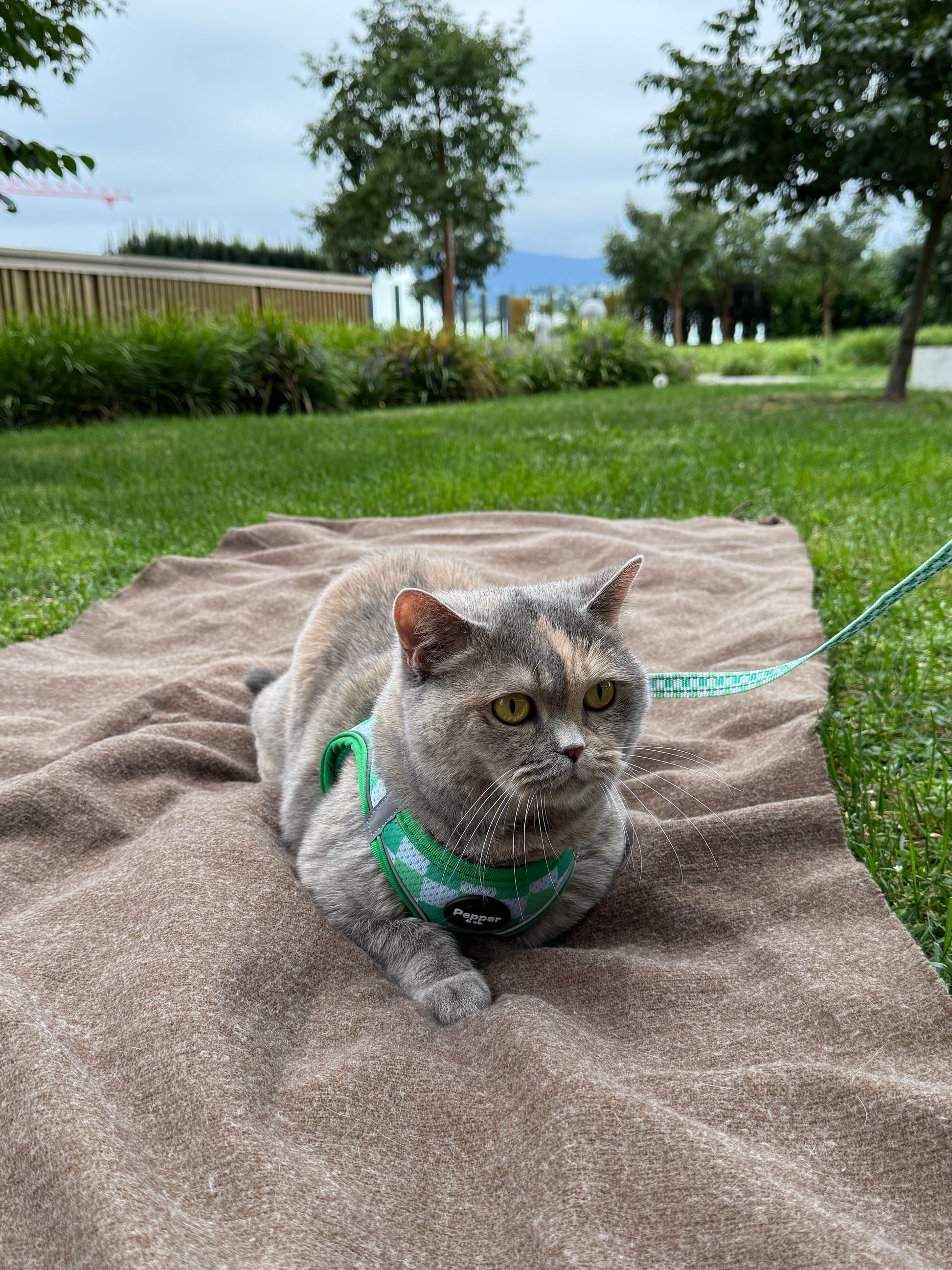 Gray cat on a leash sitting on a blanket in a park british shorthair cat