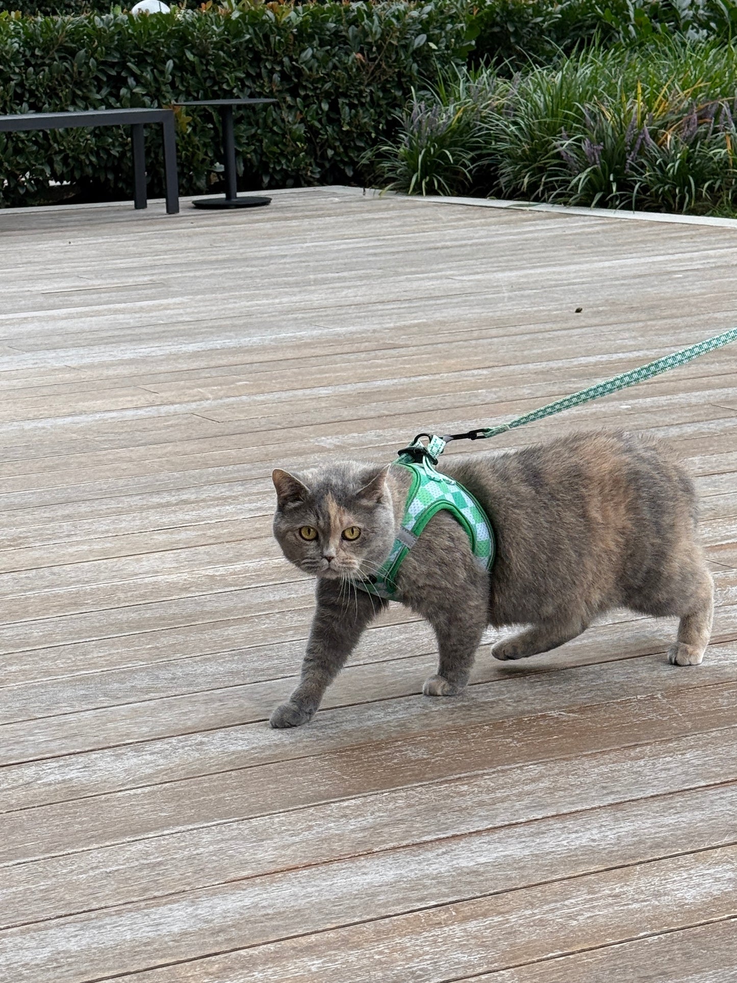 Gray cat on a leash walking on a wooden deck with greenery in the background british shorthair cat