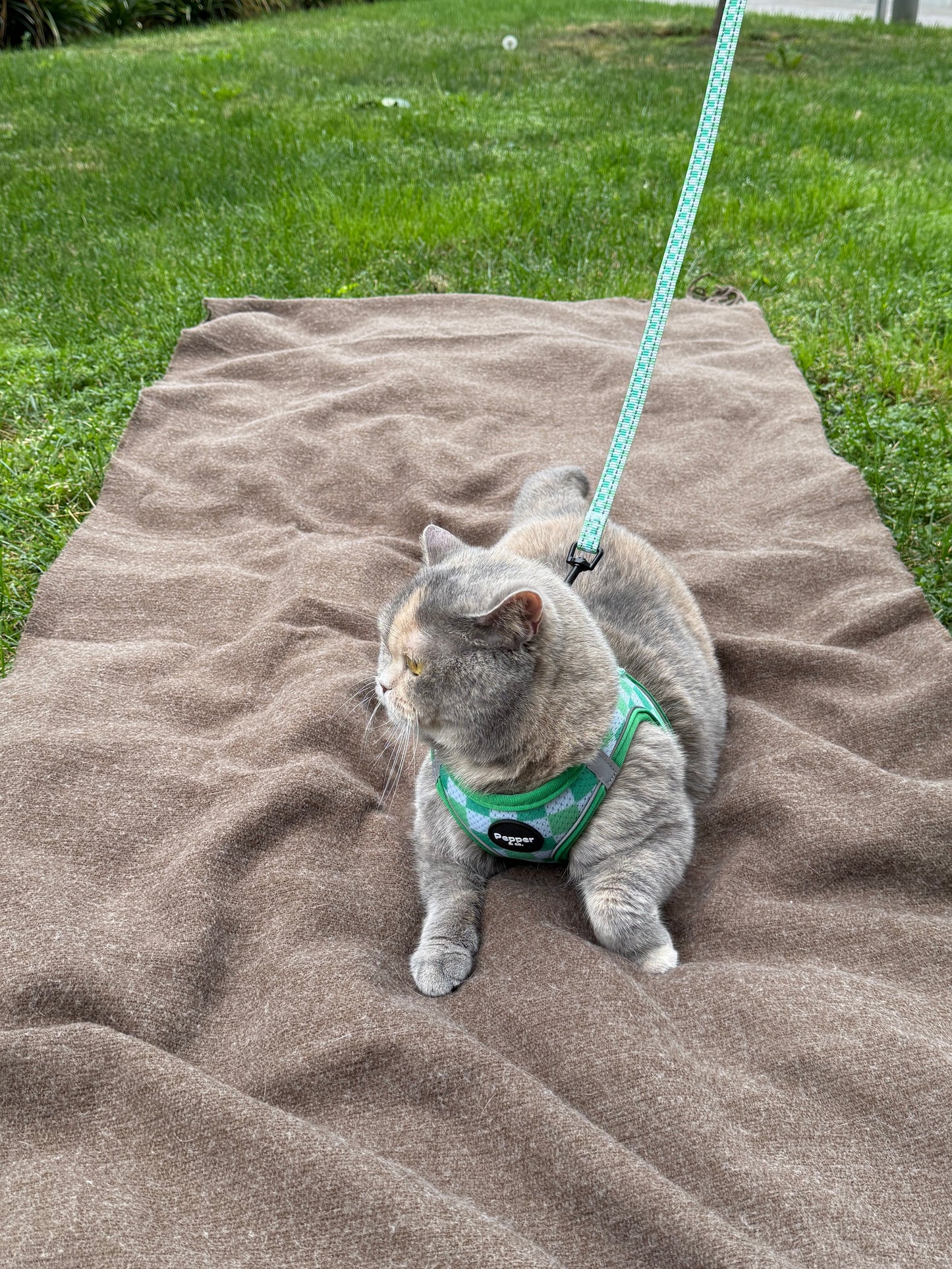 Cat wearing a green harness on a brown towel outdoors