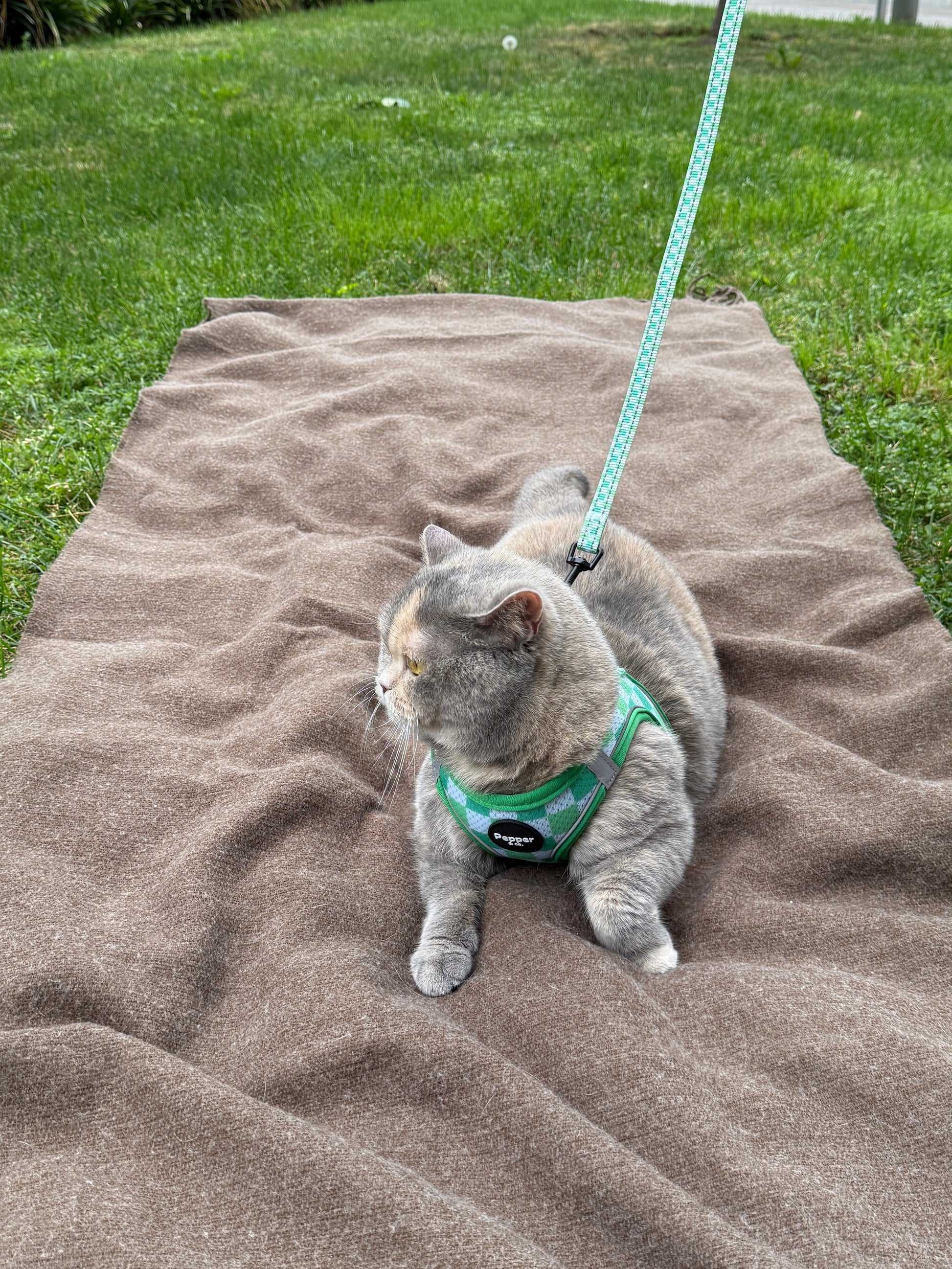 Cat wearing a green harness on a brown towel outdoors