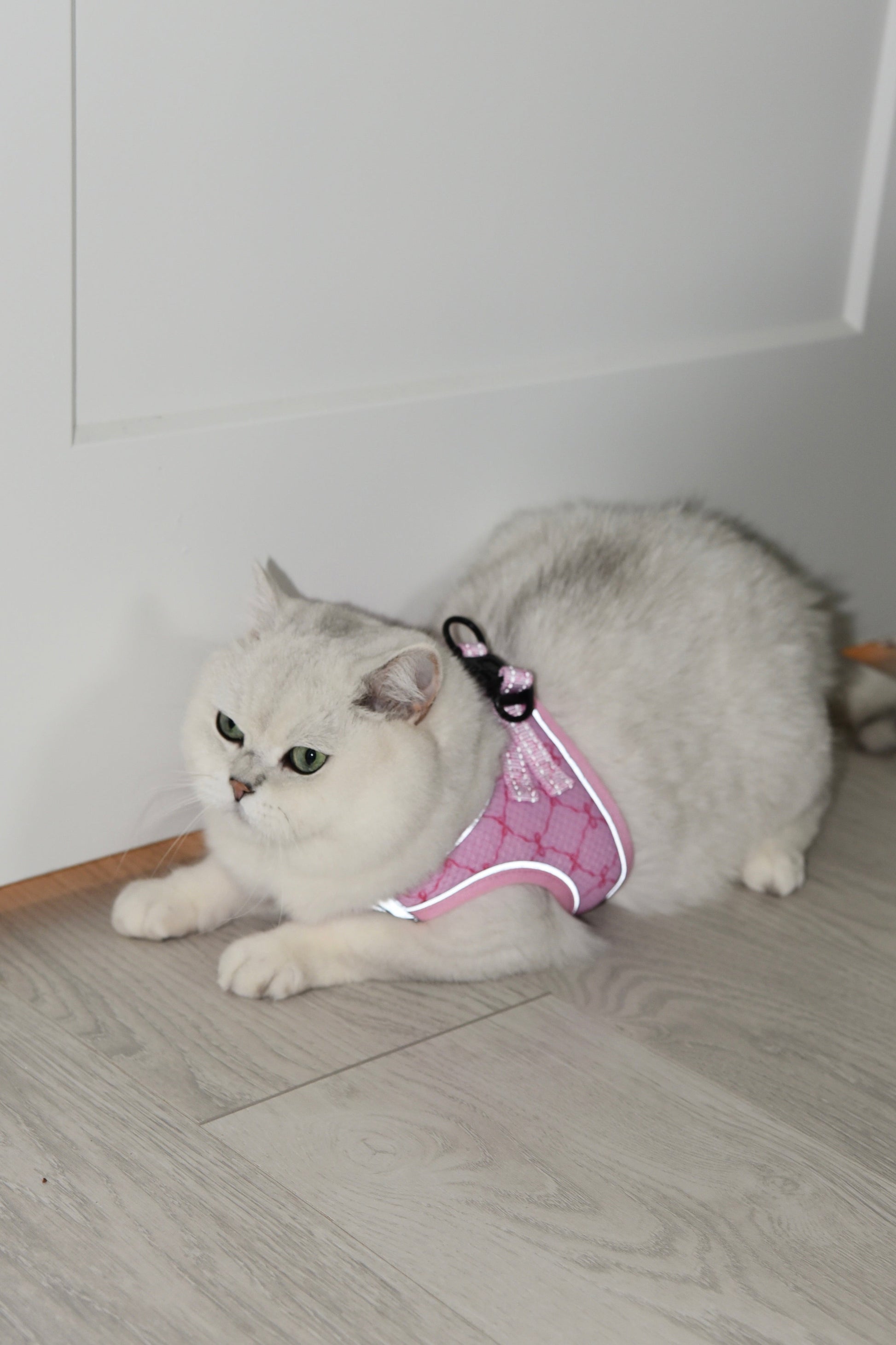 Cat in a pink outfit lying on a wooden floor.