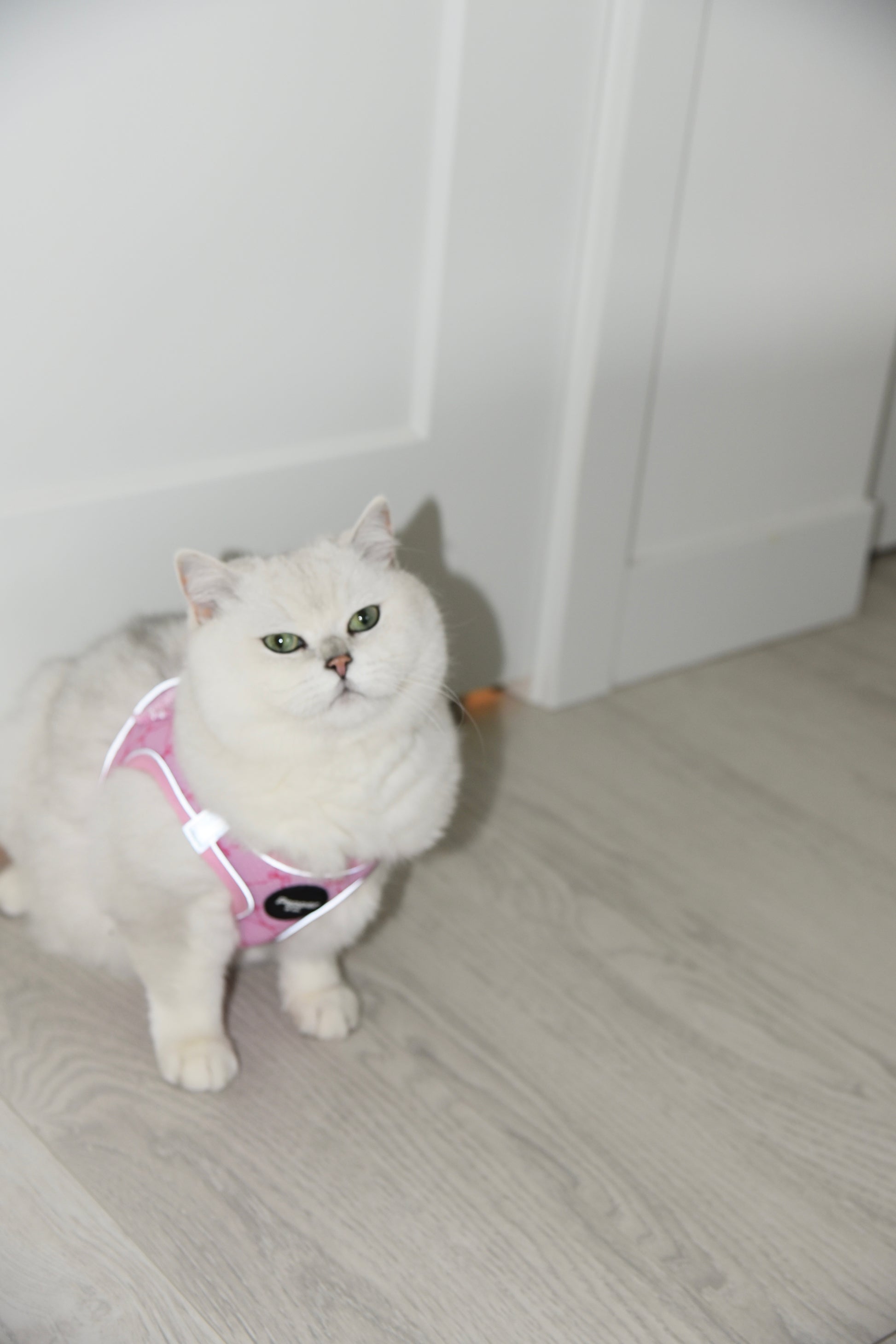 White cat wearing a pink LED harness in a home setting.