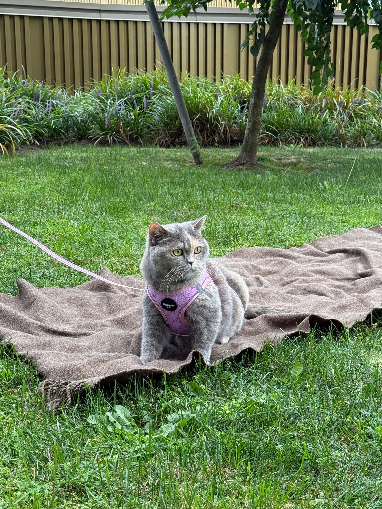 Gray cat wearing a pink harness sitting on a blanket in a grassy area.