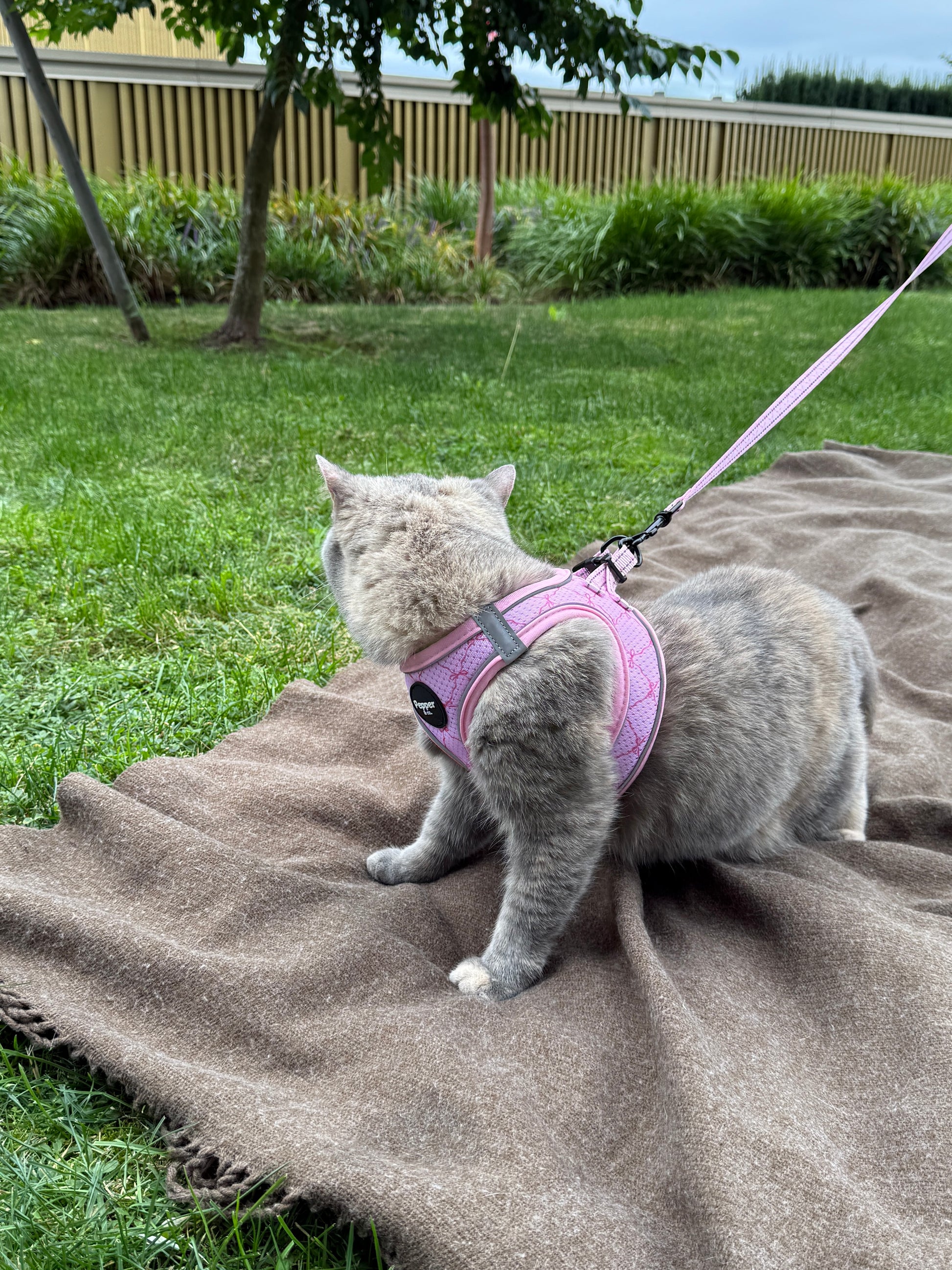 Cat wearing a pink harness on a blanket outdoors
